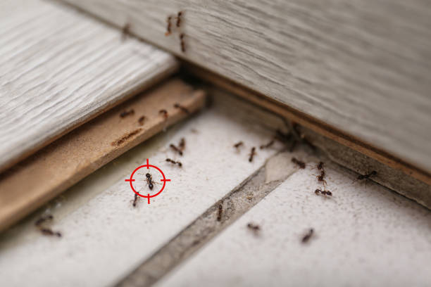Trusted Lindenhurst, NY Pest Control Experts